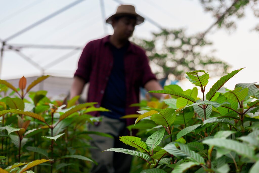 Is Kratom Habit Forming?-kratom habit 1.jpg