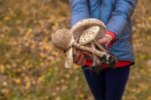 How long do shroom trips last?-mushrooms-umbrellas-in-hands-selective-focus-2024-11-11-17-01-12-utc (1).jpg