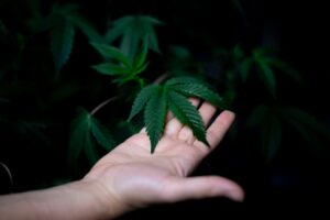 How to tell indica vs sativa?-pexels-kindelmedia-7667701.jpg