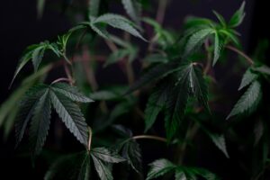 How do you grow sativa vs indica?-pexels-kindelmedia-7667707.jpg