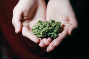 What is indica vs sativa?-pexels-mccutcheon-3676962.jpg