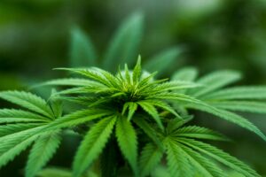 How long does weed stay in your system?-pexels-mfi97-606506.jpg