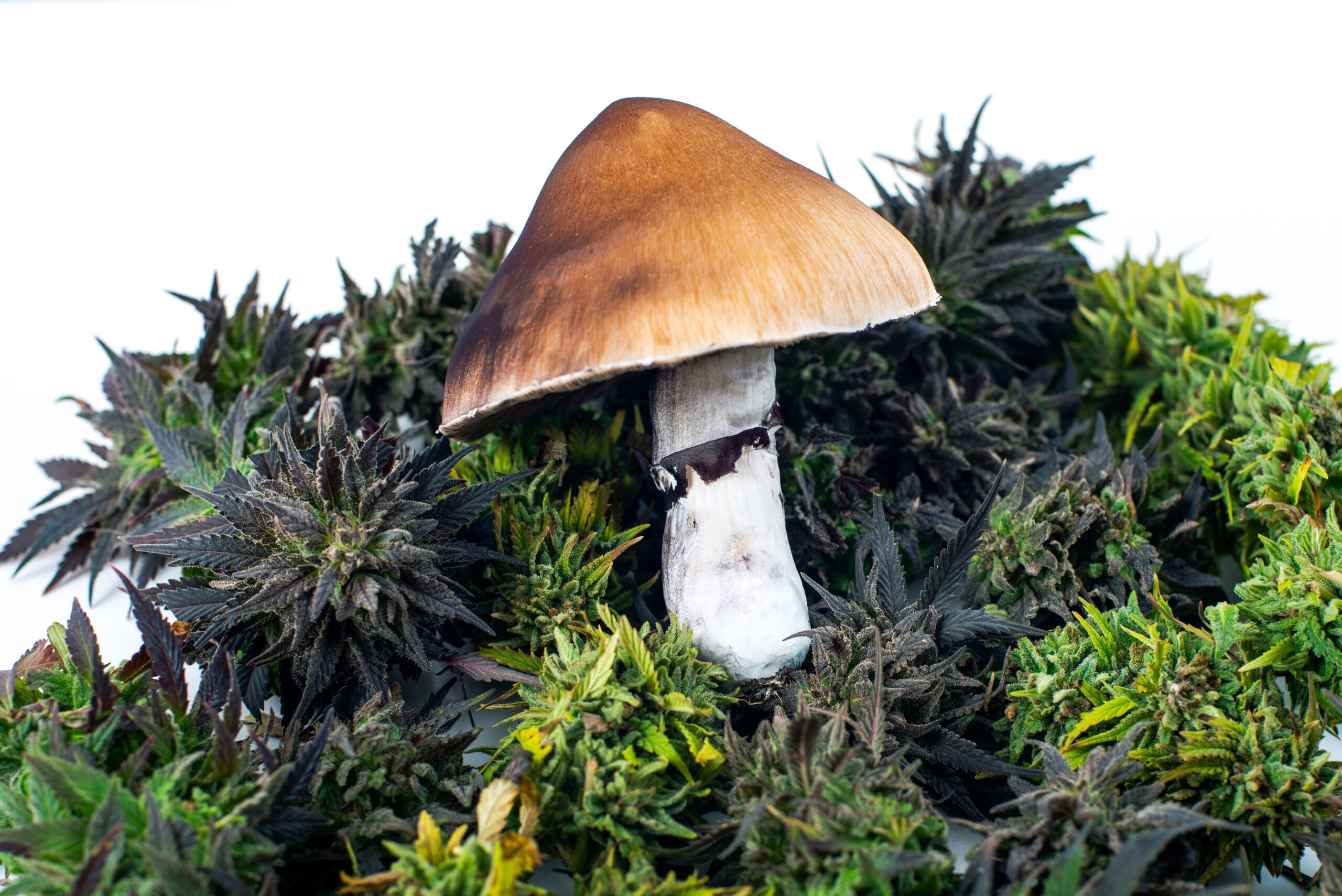 The Truth About Orange Juice and Magic Mushrooms-shrooms and orange juice2  .jpg