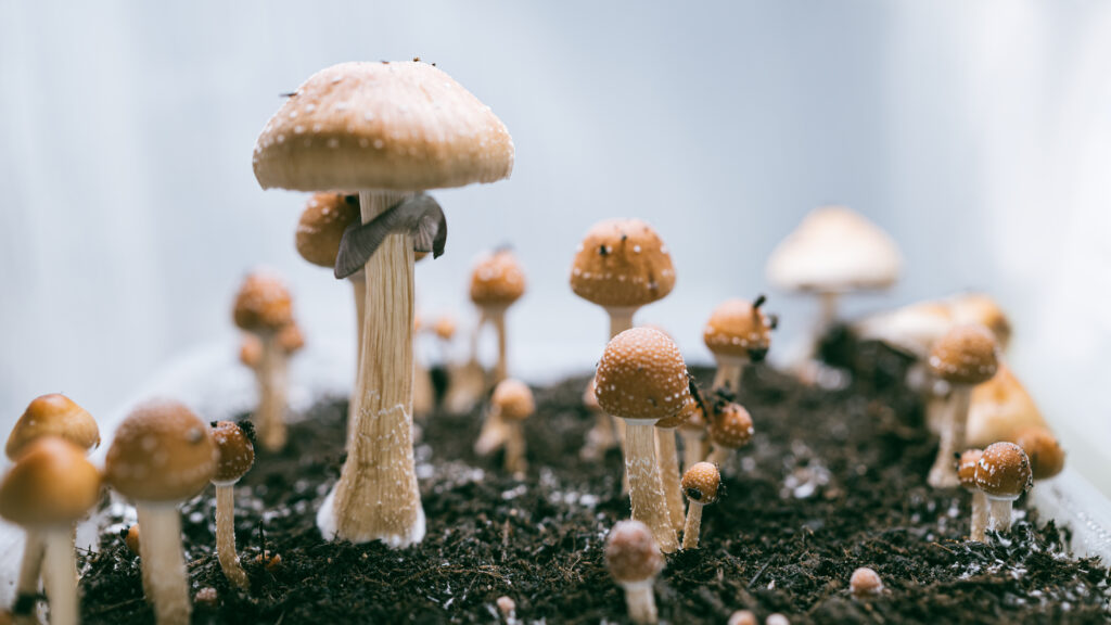 How Long Does a Shroom Trip Last?-shrooms las trip 1.jpg