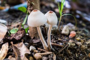 How long will a .5 gram of shroom trip last?-two-white-young-mushroom-growing-2023-11-27-05-17-29-utc (1).jpg