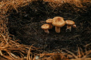 How long do dried shrooms last in the fridge?-young-saffron-milk-cap-lactarius-deliciosus-on-a-2023-11-27-05-20-29-utc (1).jpg