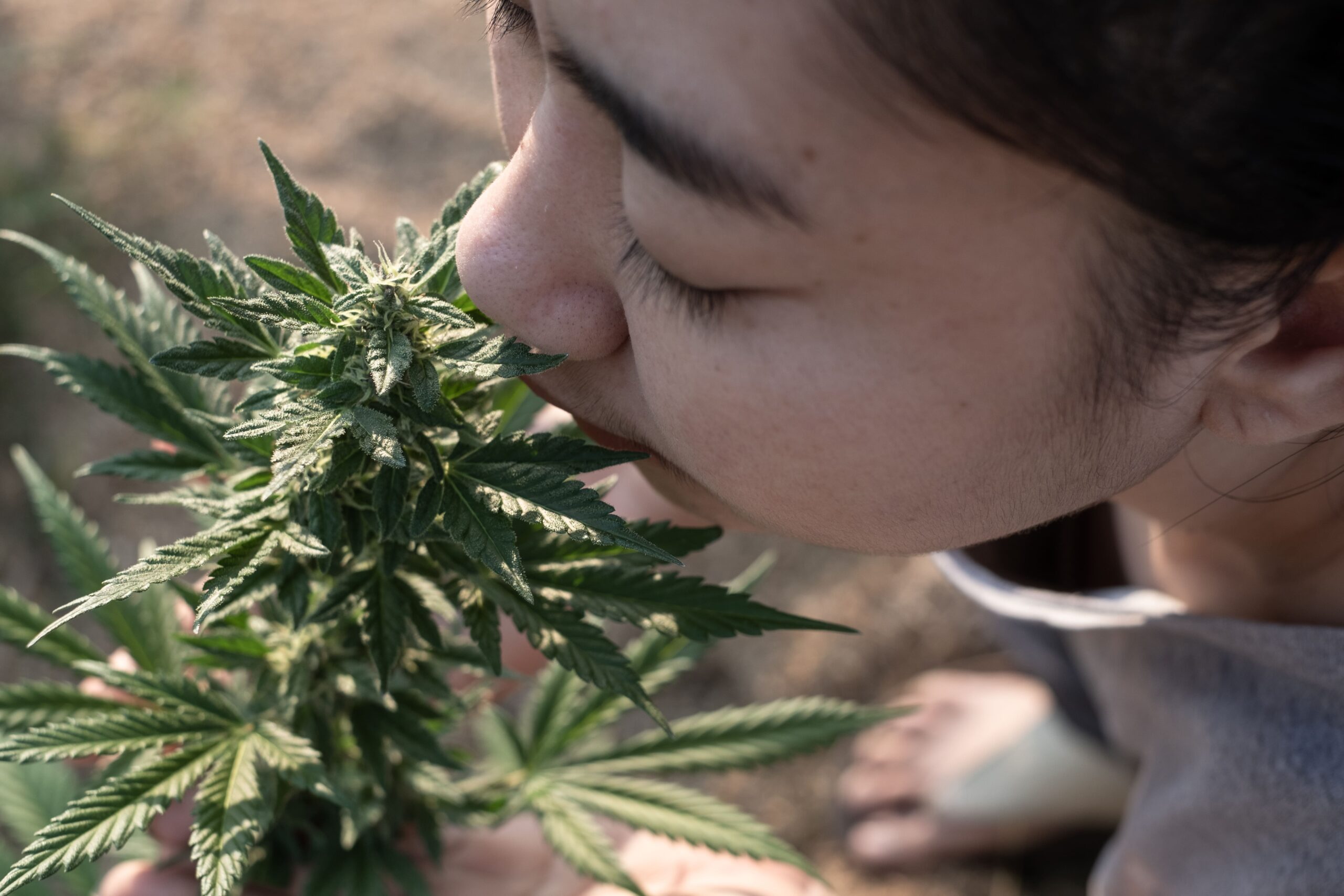 What Is Zaza?-What is zaza cannabis.jpg